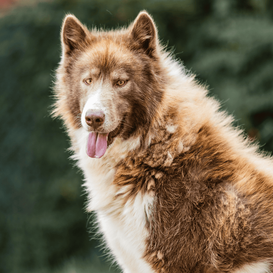 Dog photo