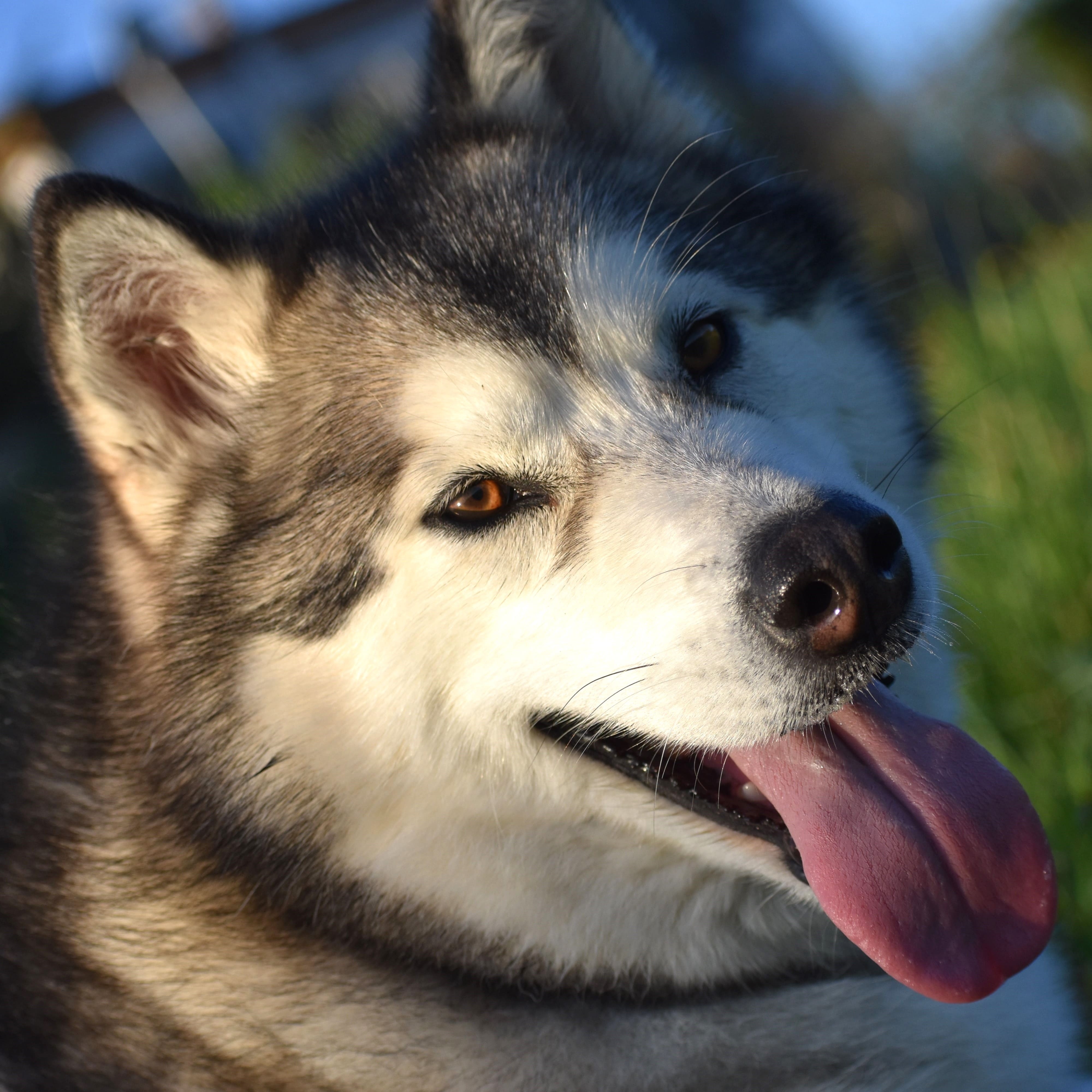 Dog photo