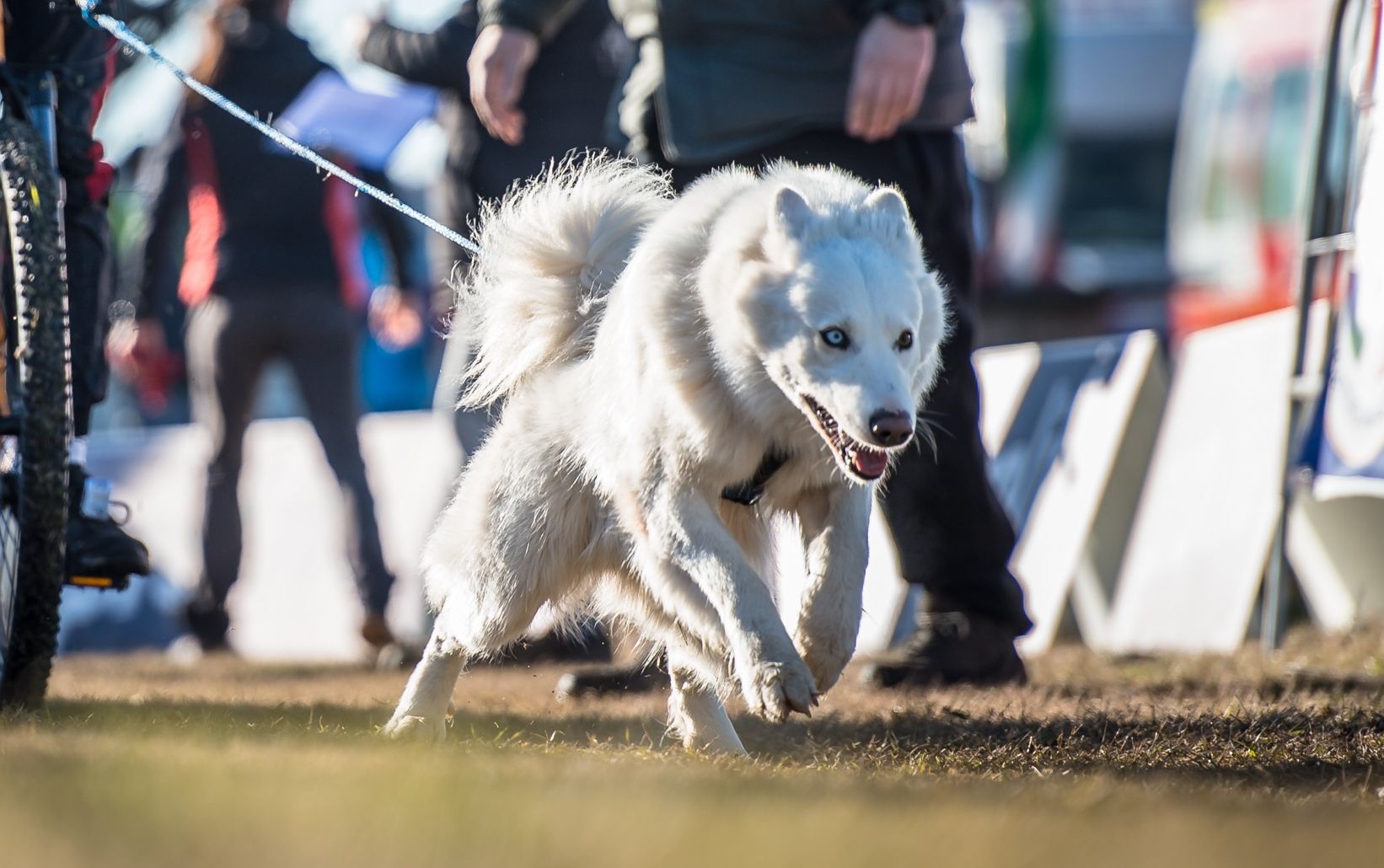 Dog photo