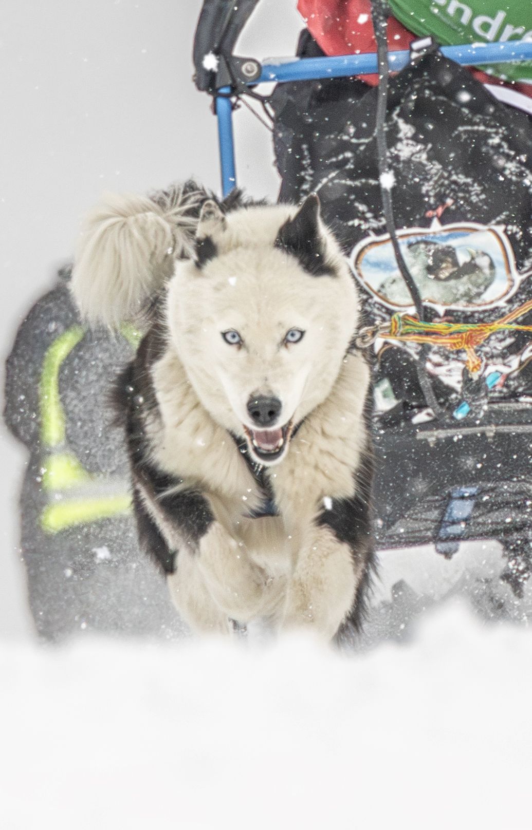 Dog photo